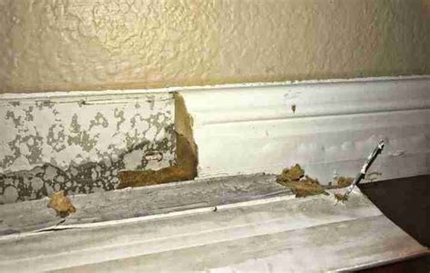 water leaking from baseboard|Water leaking under baseboards on exterior wall after rain